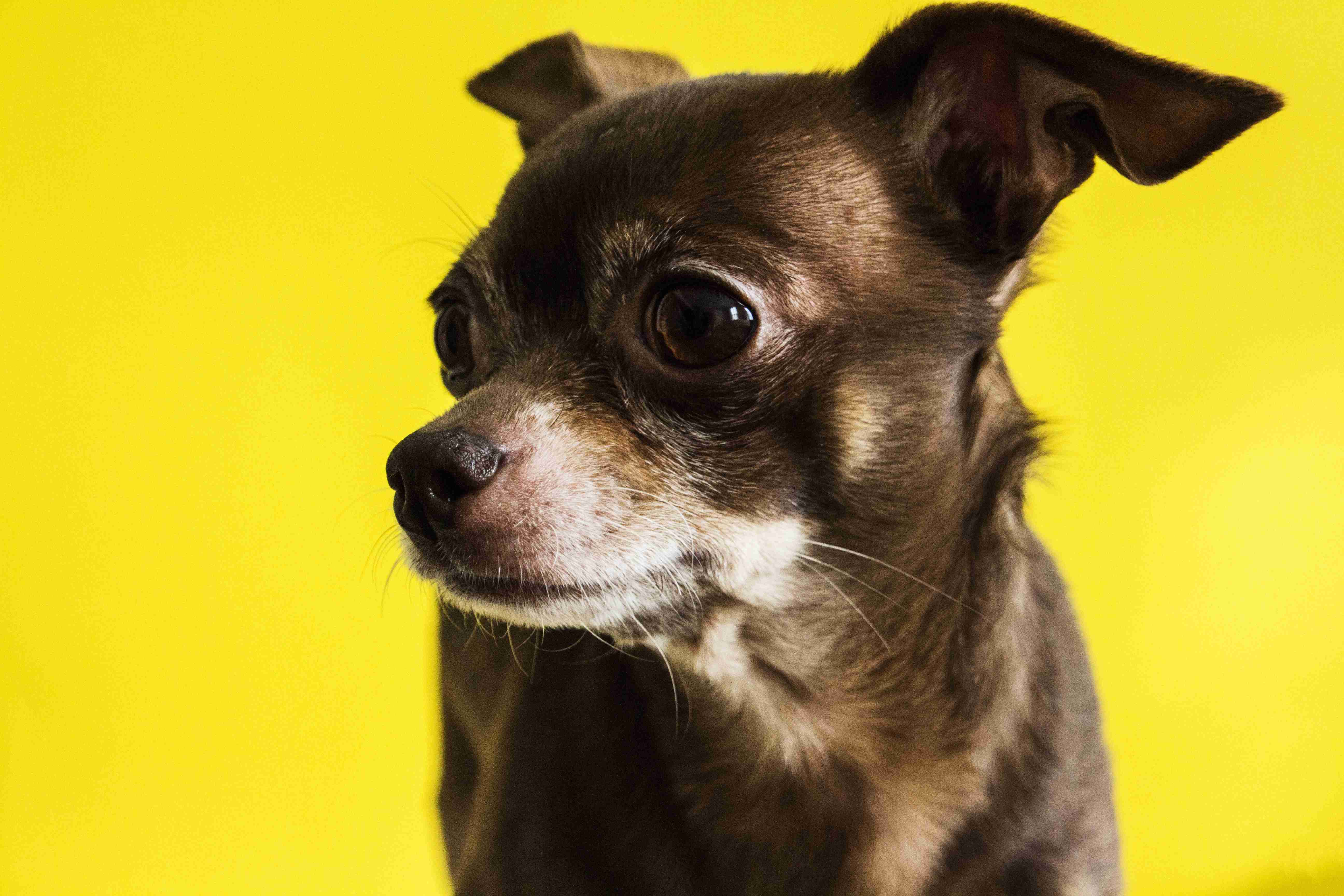 Are there any specific body language cues that can indicate a Chihuahua's anger is escalating?